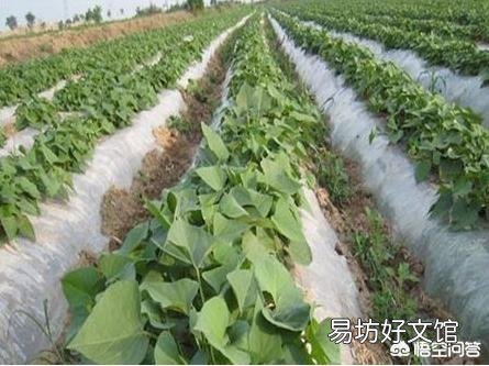 為什么地瓜蓋地膜農民喜歡用黑色的？難道增產嗎？