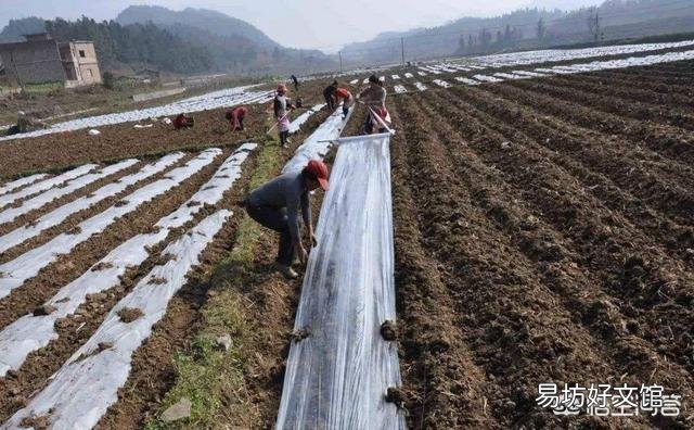 為什么地瓜蓋地膜農民喜歡用黑色的？難道增產嗎？