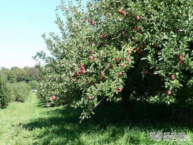 又到苹果花开时,怎么管理才能真正提高果品质量,生产出风味俱佳的红富士苹果?
