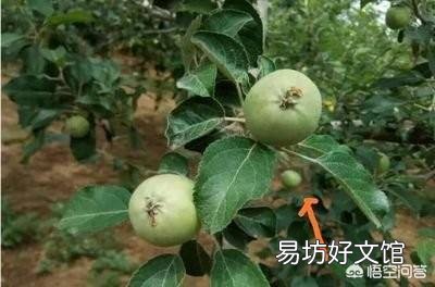 又到苹果花开时,怎么管理才能真正提高果品质量,生产出风味俱佳的红富士苹果?