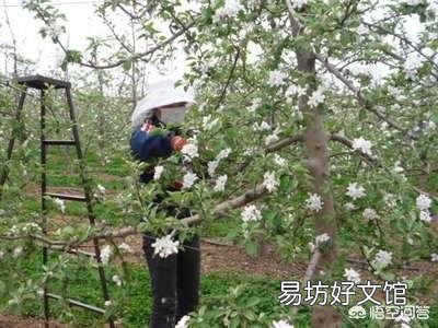 又到苹果花开时,怎么管理才能真正提高果品质量,生产出风味俱佳的红富士苹果?