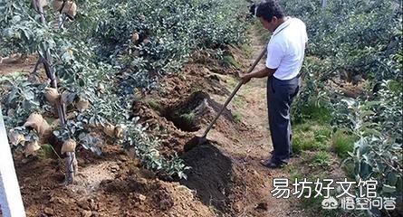 又到苹果花开时,怎么管理才能真正提高果品质量,生产出风味俱佳的红富士苹果?