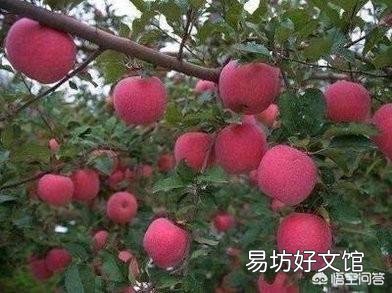 又到苹果花开时,怎么管理才能真正提高果品质量,生产出风味俱佳的红富士苹果?