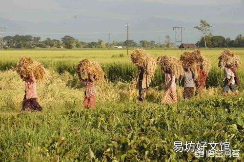 在农村田地里，种植庄稼，是南北方向种植好，还是东西方向种植好，有什么依据呢？