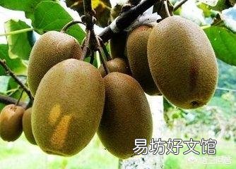 猕猴桃树种了好几年了,不开花不结果是怎么回事?