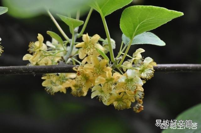 猕猴桃树种了好几年了,不开花不结果是怎么回事?