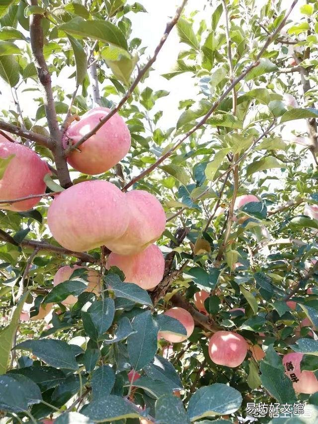苹果树秋季发芽,这是为什么?