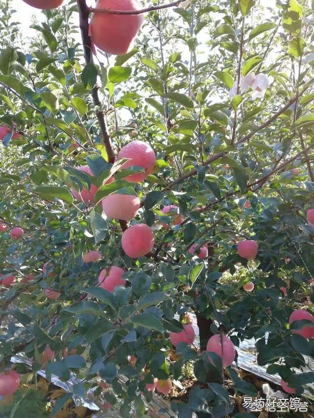 苹果树秋季发芽,这是为什么?