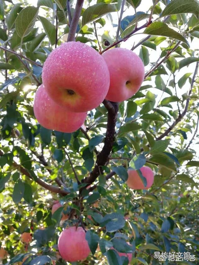 苹果树秋季发芽,这是为什么?