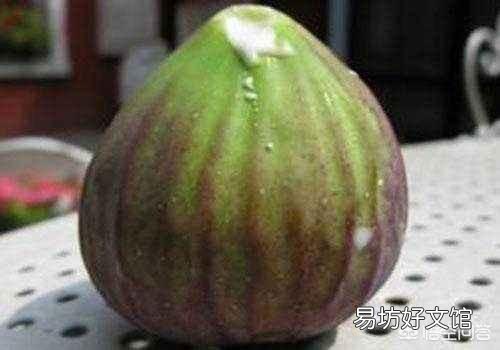 有人认为无花果的叶子有药用价值，它有哪些副作用？