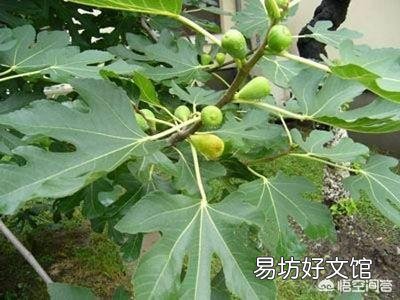 有人认为无花果的叶子有药用价值，它有哪些副作用？