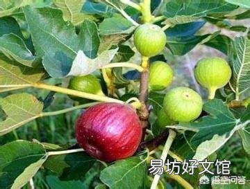 有人认为无花果的叶子有药用价值，它有哪些副作用？