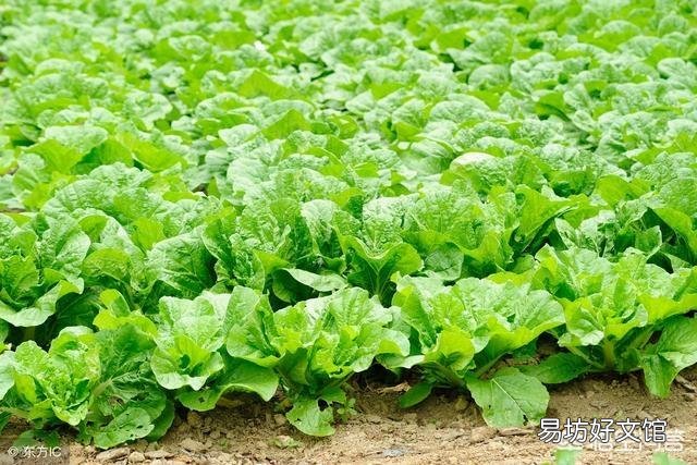 八月该种什么菜比较好?