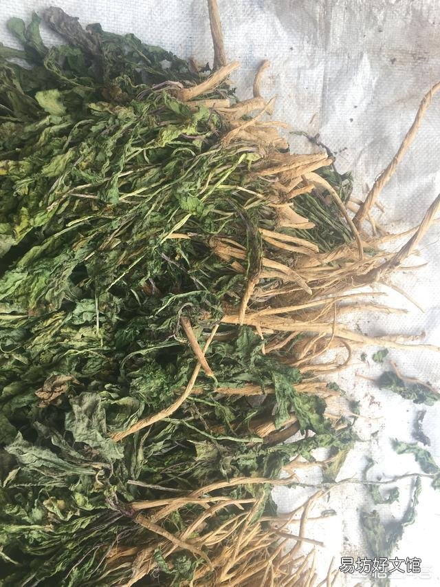 八月该种什么菜比较好?