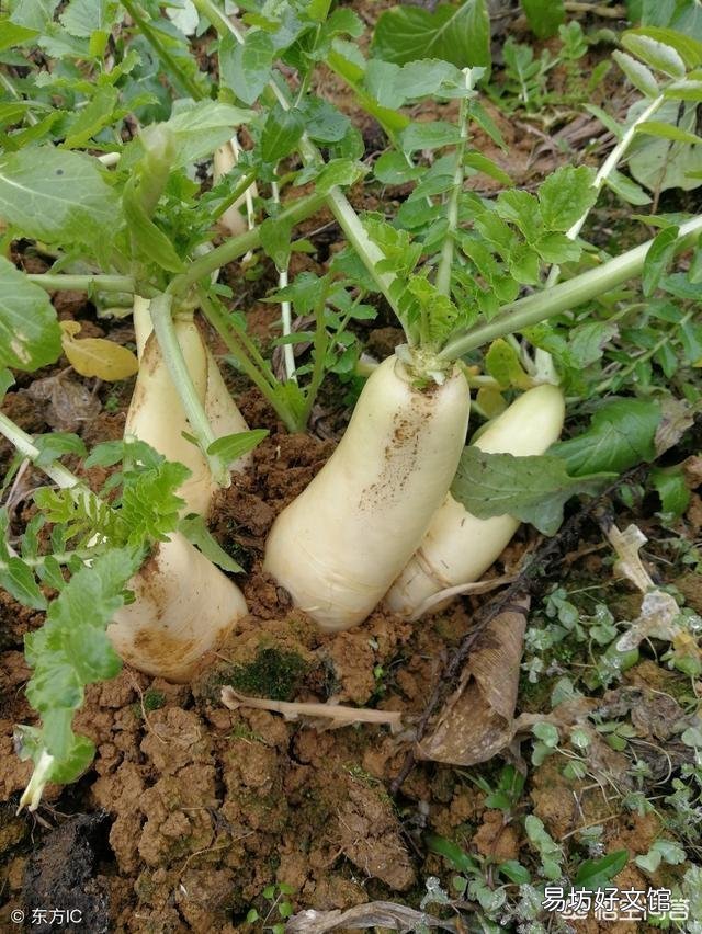 八月该种什么菜比较好?