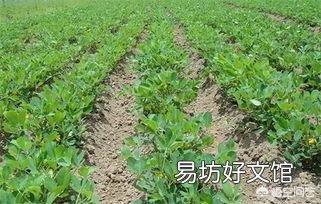 花生在开花期间能不能浇水?如果浇水会对花生有哪些影响?