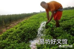花生在开花期间能不能浇水?如果浇水会对花生有哪些影响?