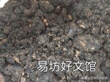 芝麻粕饼肥可不可以直接下地施用?