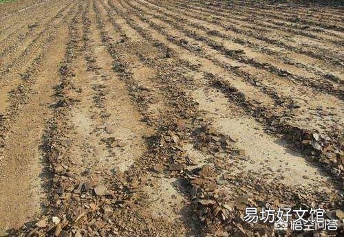芝麻粕饼肥可不可以直接下地施用?