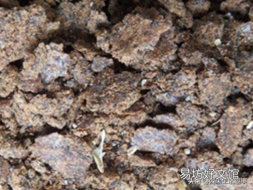 芝麻粕饼肥可不可以直接下地施用?