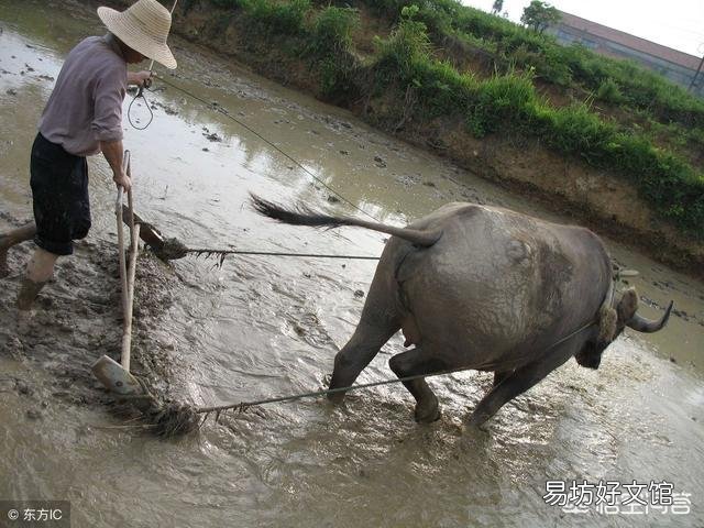 牛肚子老脹氣是什么原因？