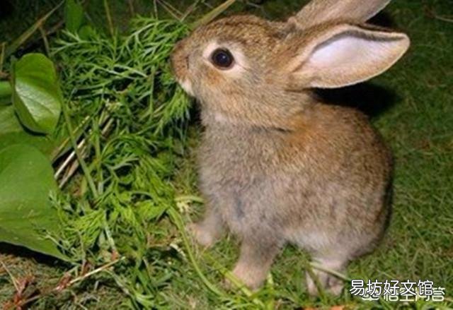 大豆田里,怎样防止野兔偷吃豆苗?