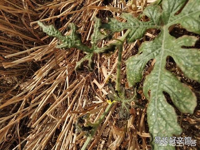 西瓜田受玉米除草剂的影响,产生了药害,有什么好办法可以解决?