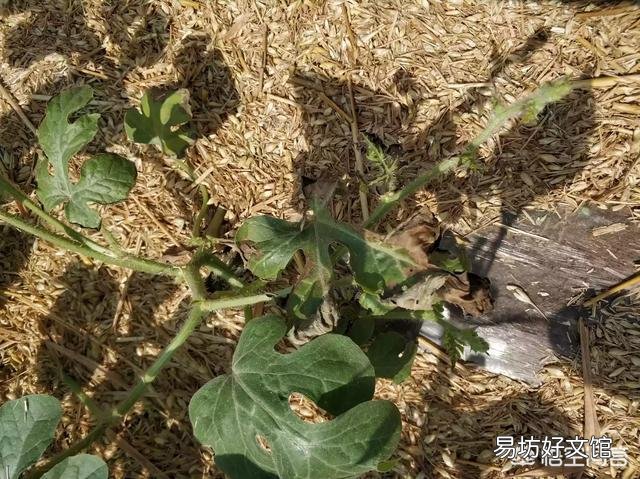 西瓜田受玉米除草剂的影响,产生了药害,有什么好办法可以解决?