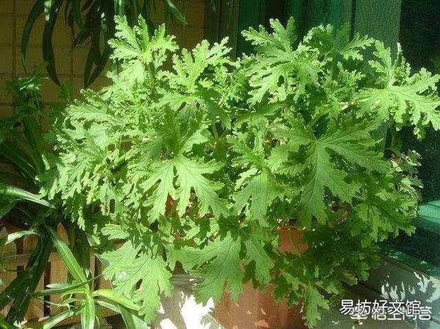 在你童年的时候，夏天用什么驱蚊？