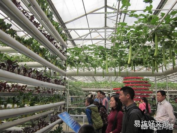哪里有无土栽培技术种植的蔬菜？
