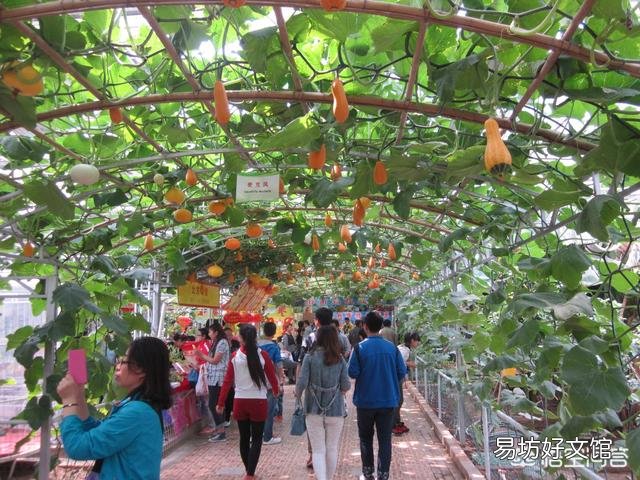 哪里有无土栽培技术种植的蔬菜？