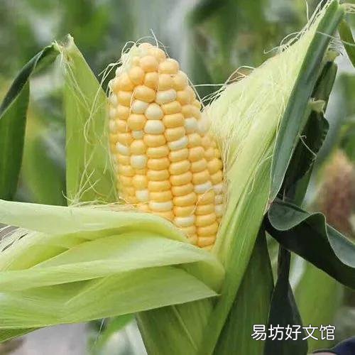 适合穷人没本钱的养殖 农村致富种值项目有哪些