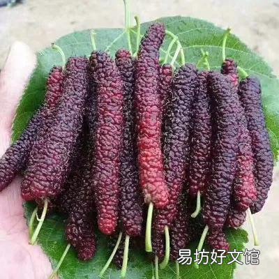 适合穷人没本钱的养殖 农村致富种值项目有哪些