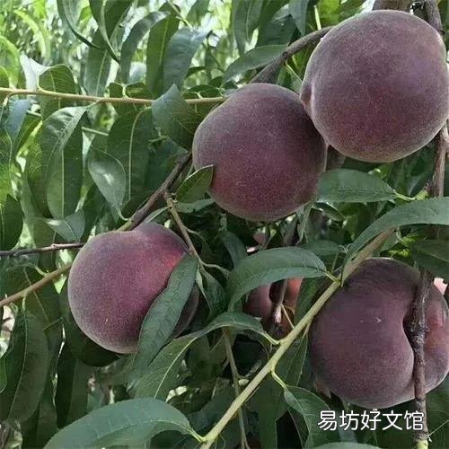 适合穷人没本钱的养殖 农村致富种值项目有哪些
