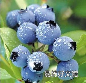 适合穷人没本钱的养殖 农村致富种值项目有哪些