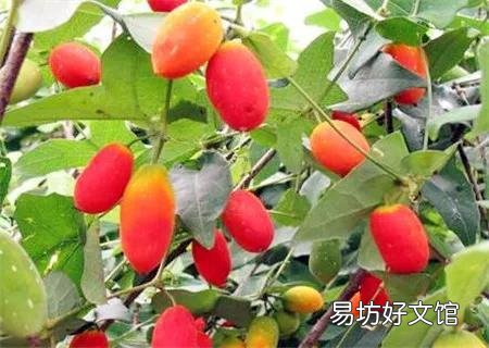 适合穷人没本钱的养殖 农村致富种值项目有哪些