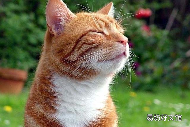 猫哮喘的症状是什么(猫哮喘会自愈吗)