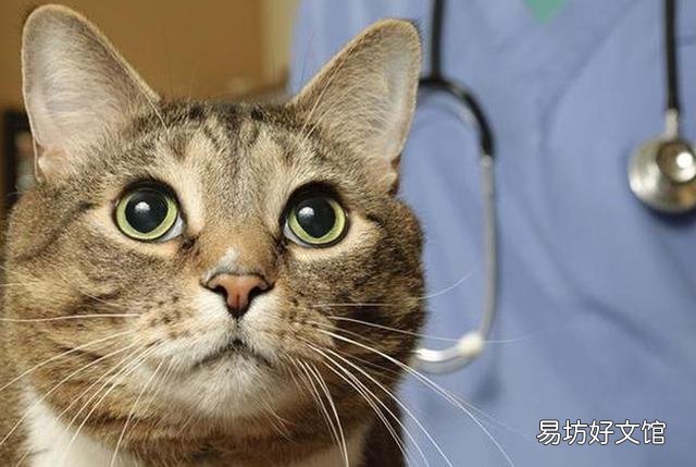 猫哮喘的症状是什么(猫哮喘会自愈吗)