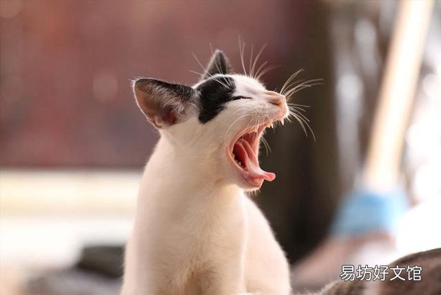 猫哮喘的症状是什么(猫哮喘会自愈吗)
