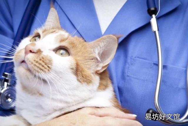 猫哮喘的症状是什么(猫哮喘会自愈吗)
