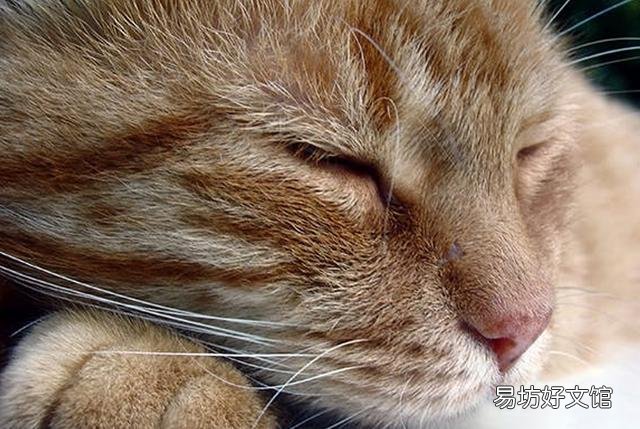 猫哮喘的症状是什么(猫哮喘会自愈吗)