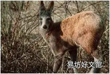 农村养殖项目推荐 现在农村养什么致富