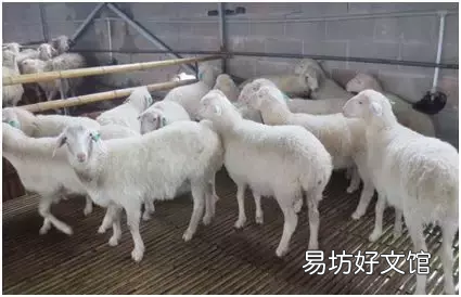 农村养殖项目推荐 现在农村养什么致富