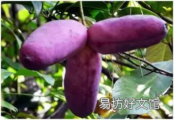 农村养殖项目推荐 现在农村养什么致富