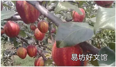 农村养殖项目推荐 现在农村养什么致富