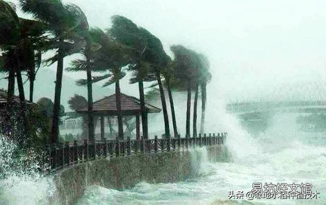 大雨造成水稻大面积倒伏,怎么补救啊?