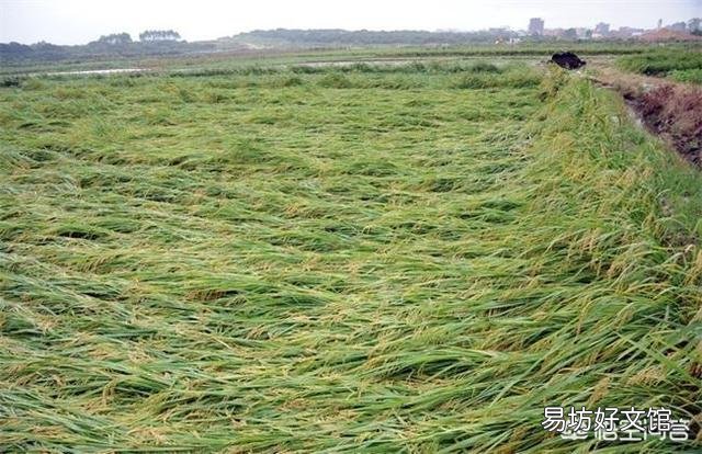 大雨造成水稻大面积倒伏,怎么补救啊?