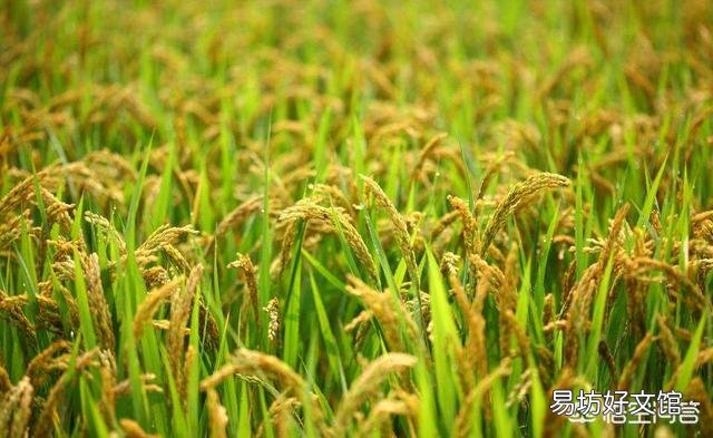 大雨造成水稻大面积倒伏,怎么补救啊?
