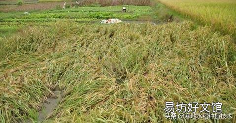 大雨造成水稻大面积倒伏,怎么补救啊?