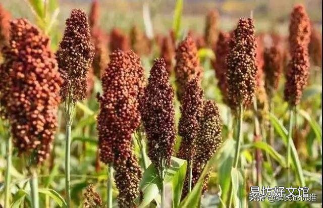 快立秋了,村里老人说:高粱不没头,就能获丰收!啥意思?